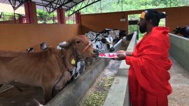 Goshala Maharaj and Cow