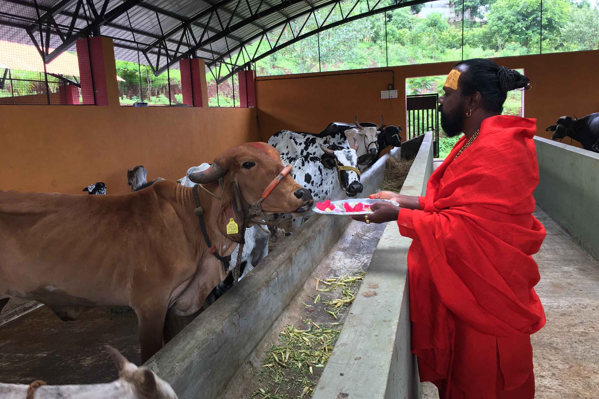 Goshala Maharaj and Cow